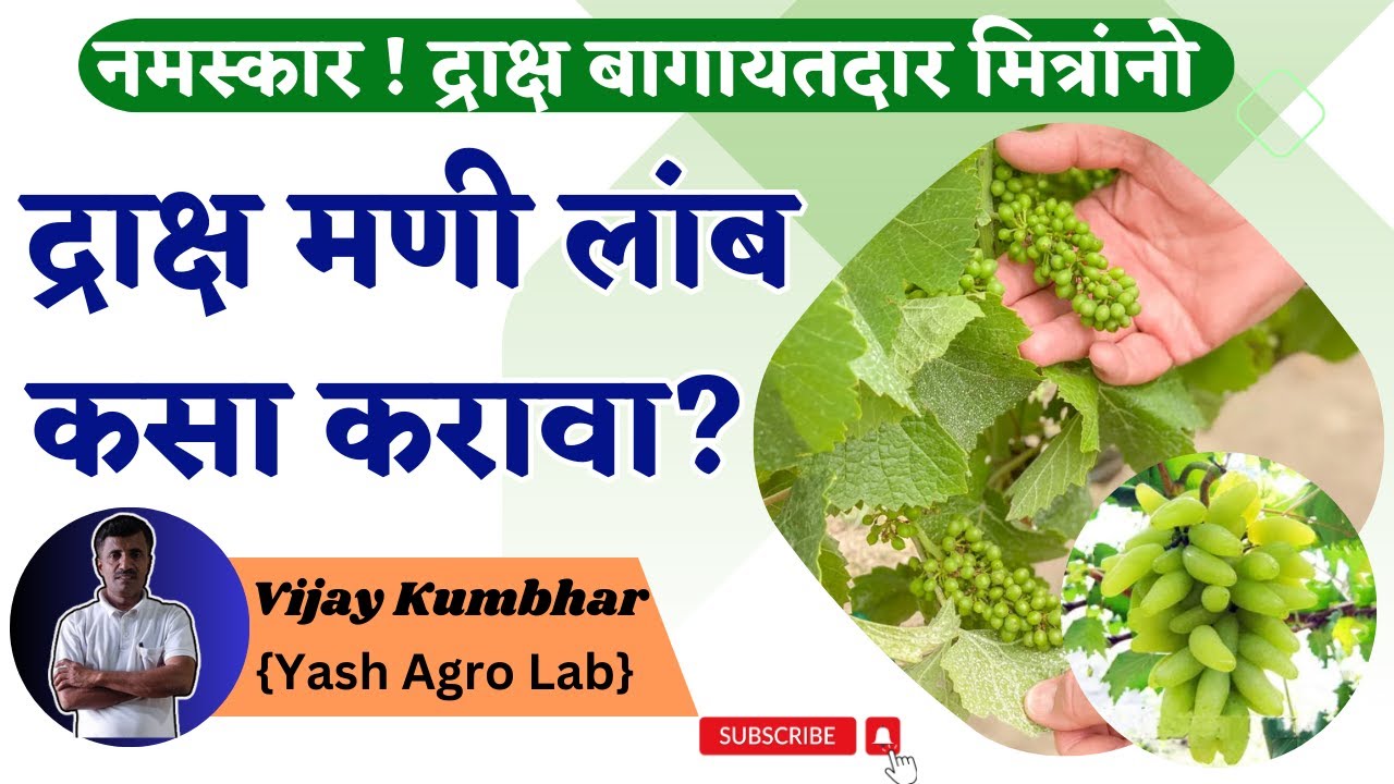 द्राक्ष मणी लांब कसा करावा?। How to make grape beads longer?| Grapes Master @VijayKumbharYashAgroLab