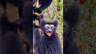 THE 4 STRANGEST ANIMAL NOISES YOU&#39;VE NEVER HEARD! #Animania #Animals #Short #Shorts #Flyxo #Jaidmeel