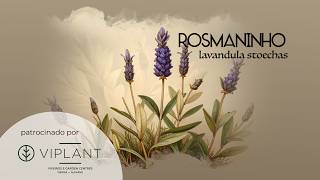 Plantas de A a Z - Rosmaninho (Lavandula stoechas)