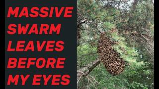 Wrapping up a video and a massive swarm left the yard. Was tricky but with Madeline's we got it !
