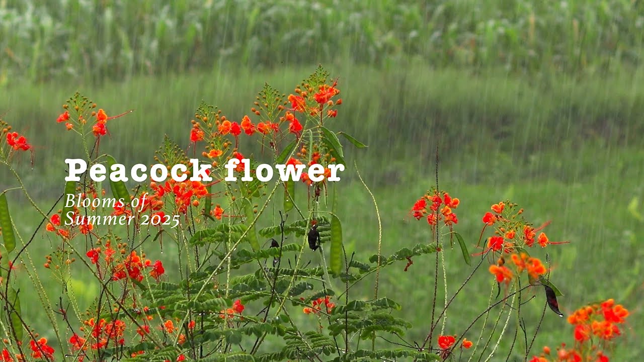Peacock Flower