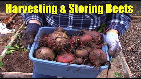 Harvesting and Storing Late Fall Beets