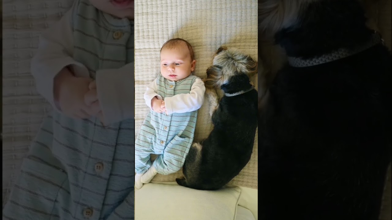 funny baby laughing historically at dog compilation ll dog and baby videos ll dog and baby