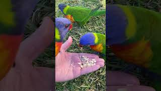 A Handful of Lorikeets 🌈🦜| Hand Feeding & Happy Chirps | Australian Parrots 🤍🦜