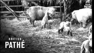 Download Lagu Mary And Her Little Lambs (1937) MP3