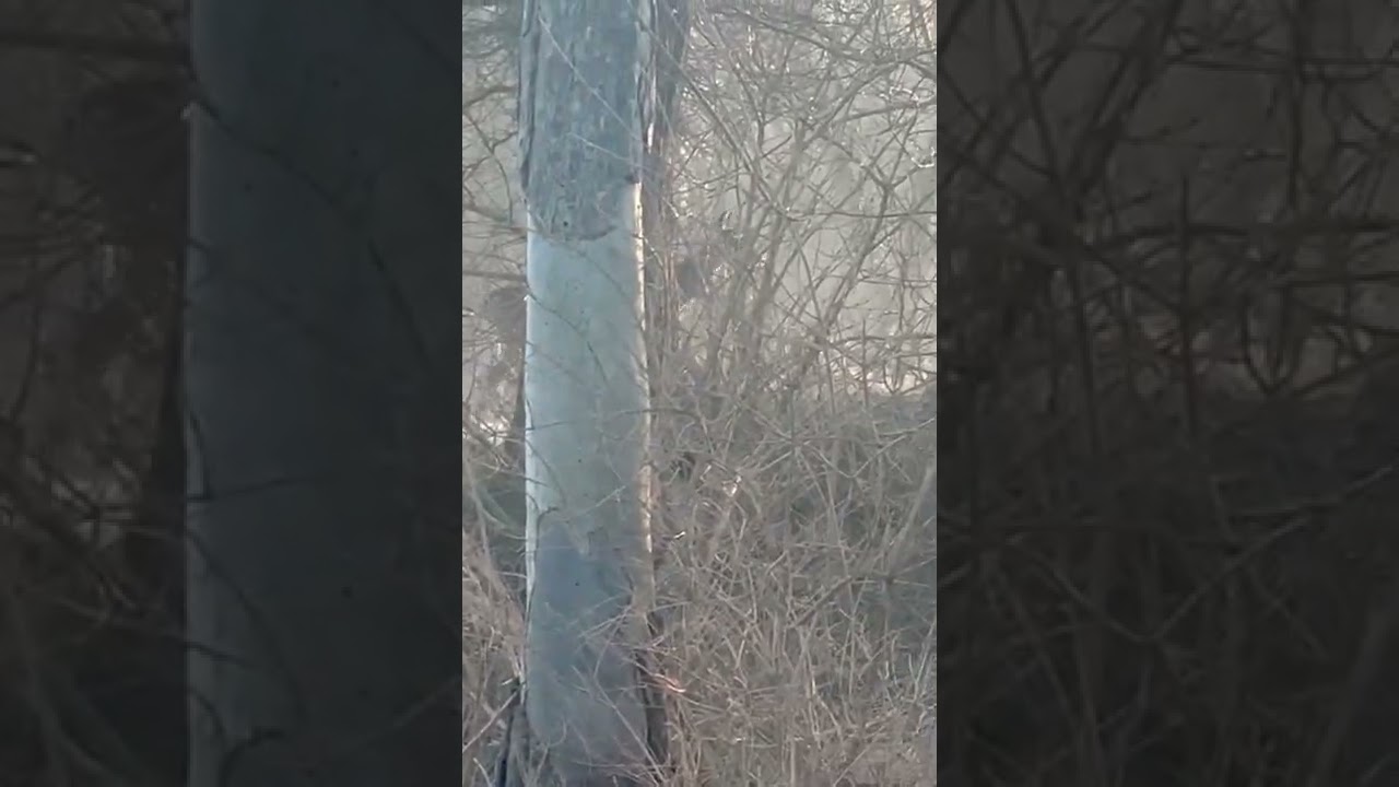 Mom Doe #SideCutPark (March 02, 2022)