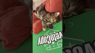 Office Stretch Break 🐱🛋️✨ Sleepy Kitty Wakes Up! 😻 #Cat #OfficeCat #CuteKitty