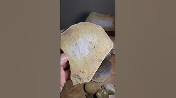 Leaf 🍃 #fossil #fossils #geology