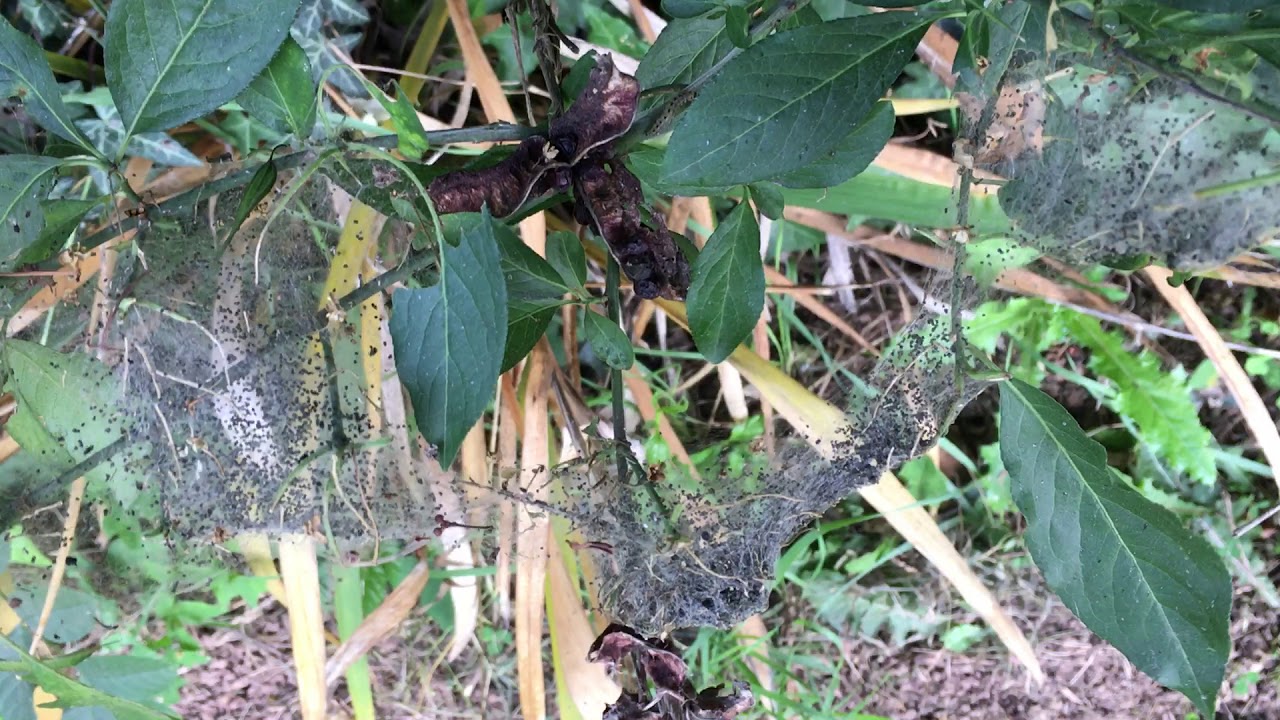 Tent caterpillars feeding on cherry & willow leaves
