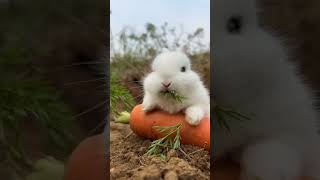 Cute Rabbit  (D287) #shorts #viral  #rabbit