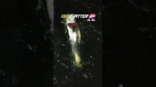 【シーバス】Bay RUF BR CHATTER SHAD MINI SET(ベイルーフ BRチャターシャッド ミニセット) #fishing