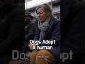 🐾🧠 A quiet certainty settles in #animal #dog #adoption