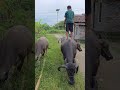 Si Bolang naik kerbau nya ga bisa diam #trendingshorts