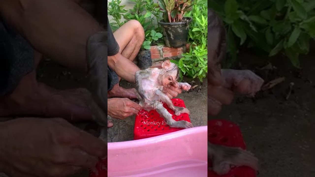 Dad took a bath for adorable monkey Sabi.