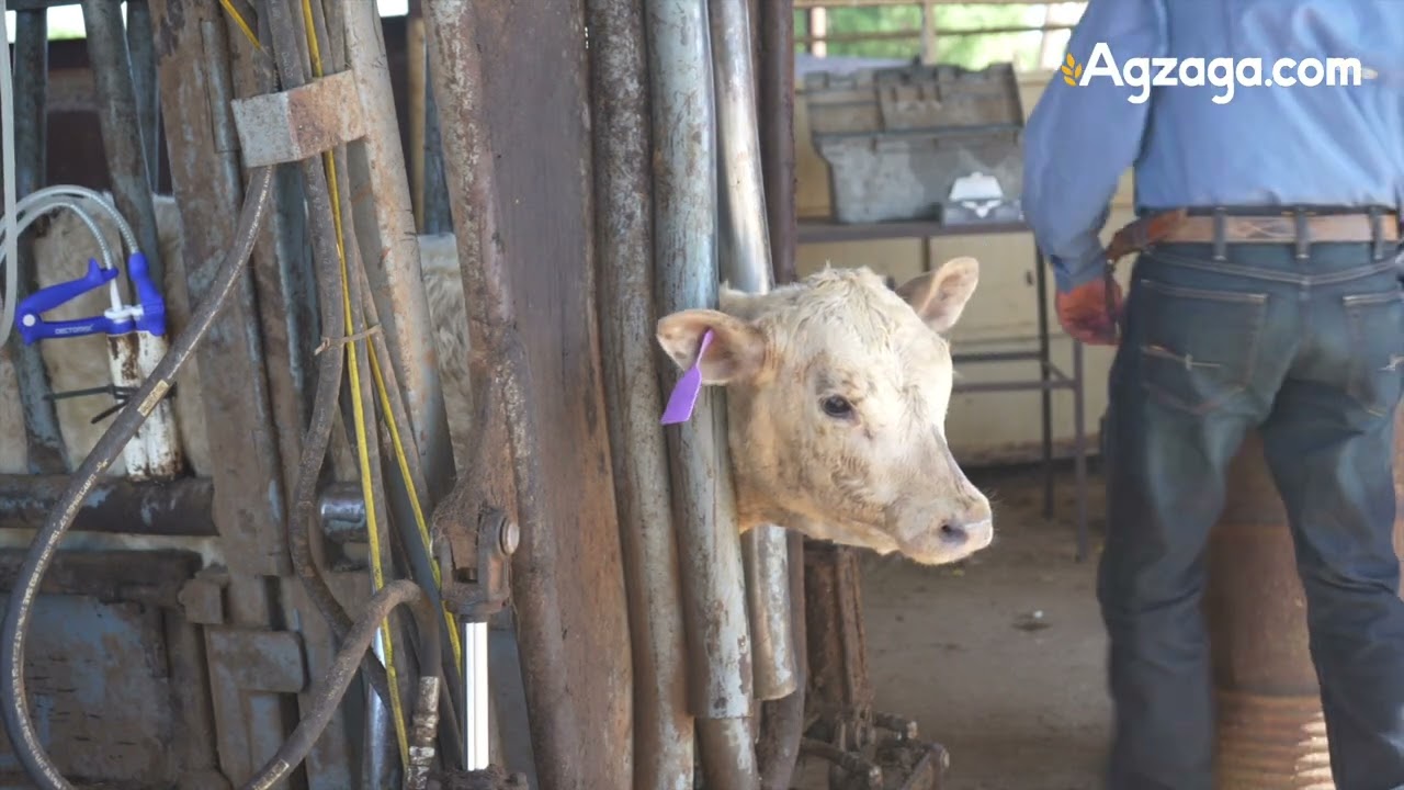 Beaver County Stockyards Thrives with FerAppease Bovine | Real Results & Rancher Review