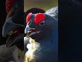 The Mating Cycle in birds. #wildlife #animals