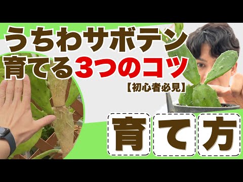 耐寒性ウチワサボテンの育て方|寒い地域でもOK!初心者が知っておきたい3つの注意点