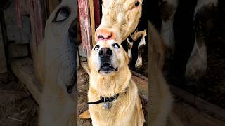 Cow Licks Dog and His Reaction Says It All! 😂 #shorts #cow #dog