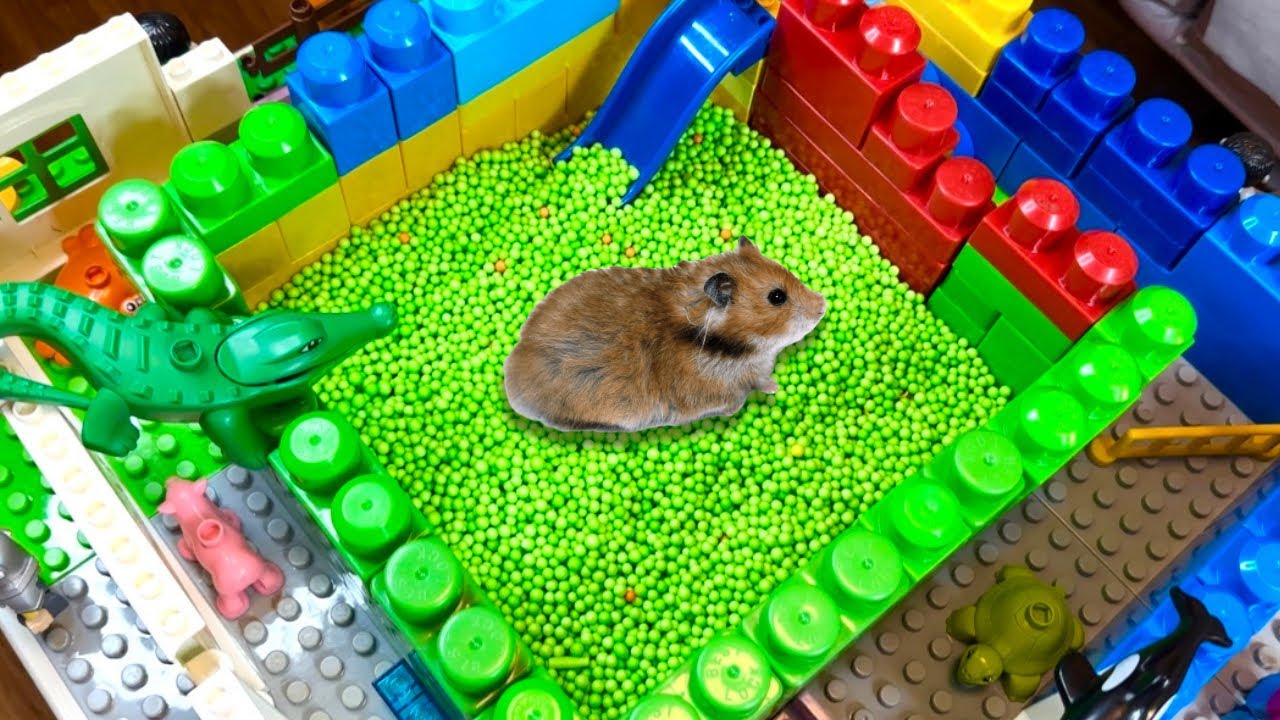 🐹 Hamster Maze in Legoland Puzzle Challenge Obstacle Course for Hamster Level 17