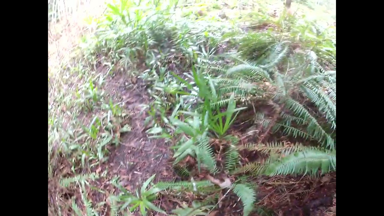 Trachycarpus var. swampsonii  Palm trees  late Winter update