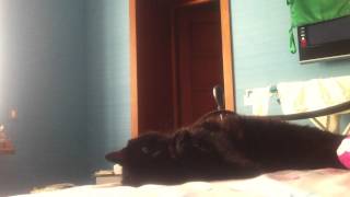 My Cat, Behemoth. 私の猫ベヒーモス巨獣, 我的貓巨獸