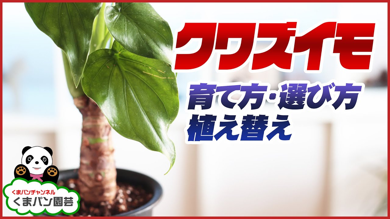 観葉植物 クワズイモの育て方 選び方 植え替え くまパン園芸 Youtube