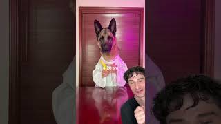 Dogs Shocking Am Routine