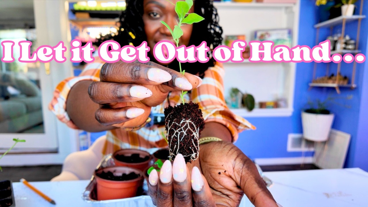 Борьба с мучнистой росой | Пересадка душистого горошка ❥ Северо-западный Огайо, зона 6B