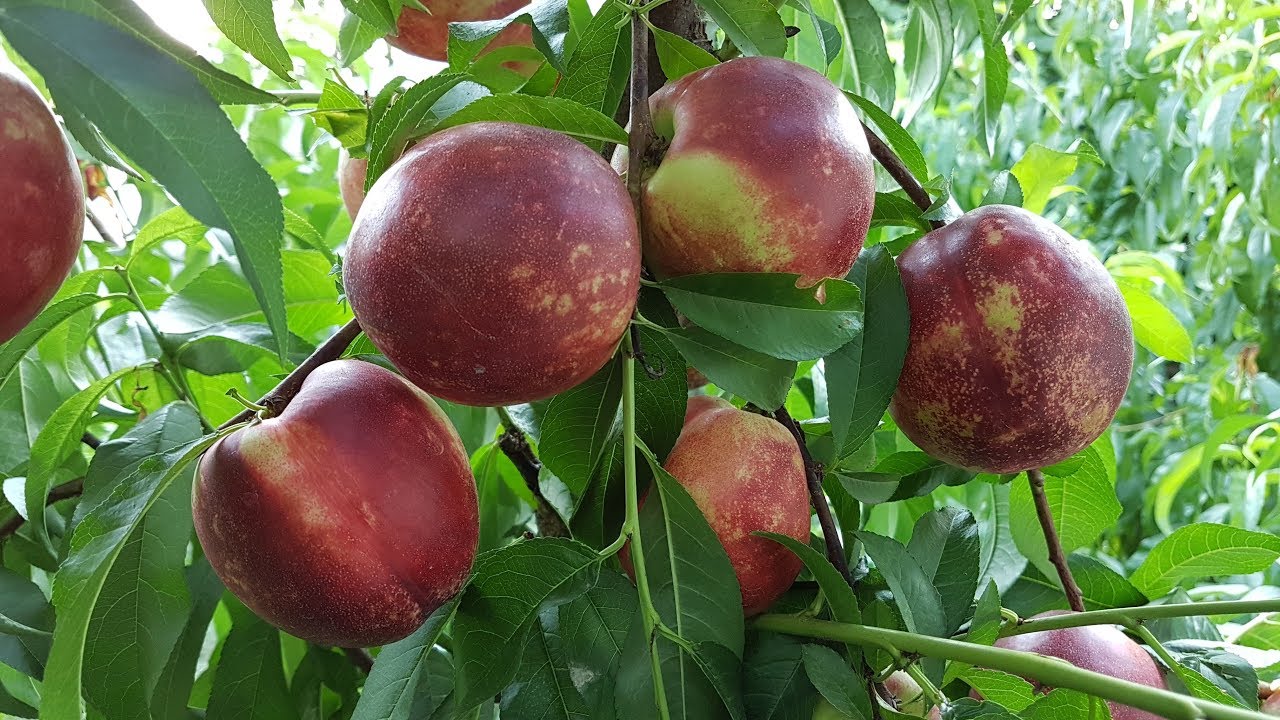 Характеристики сорта нектарина Супер Квин