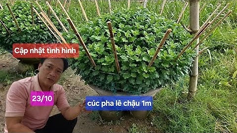 Cúc pha lê chậu 1m ngày 23/10 tết 2026 phát triển rất đẹp