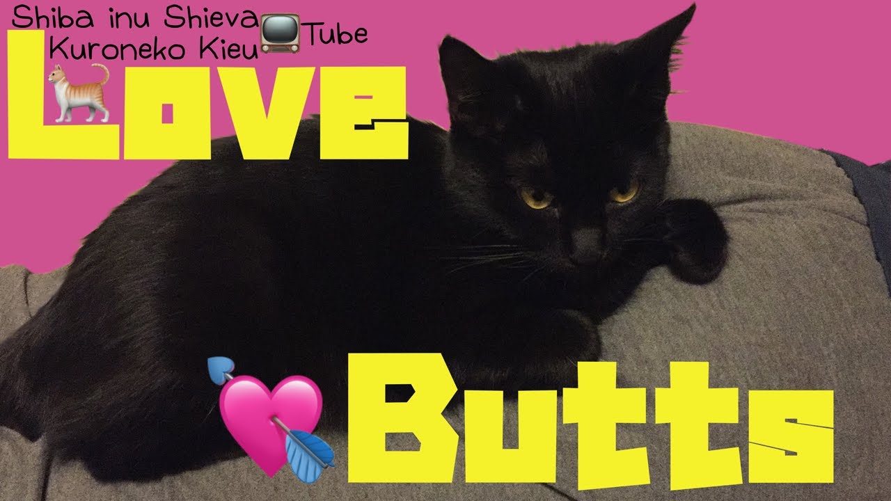 🐾The Black cat & her territory [ ⚔️The Funny Cute Black Cat VS Shiba