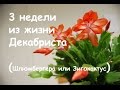 3 недели из жизни Декабриста. Зигокактус, Шлюмбергера. Schlumbergera