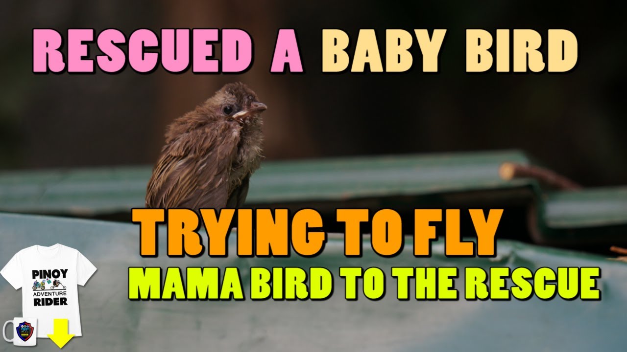 CUTE BABY BIRD FELL FROM THE NEST! - YouTube