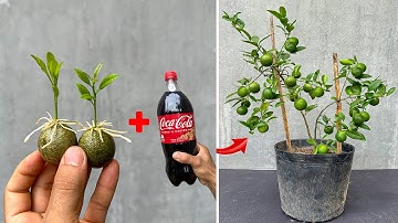 TECHNIQUE: Using Coca-Cola to stimulate lemon roots to grow strong and yield high yield