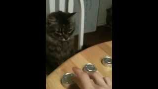 Calista the Cat Plays the Shell Game