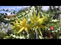 Cuidados de las Orbeas - Orbea lutea - Orbea caudata subsp. rhodesia - orbea amarilla