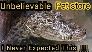 This pet store had a $5,000 Crocodile and huge Piranha!!!