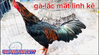 E lên cặp hàng vip lắc mặt linh kê #HùngCá @965//0952//77