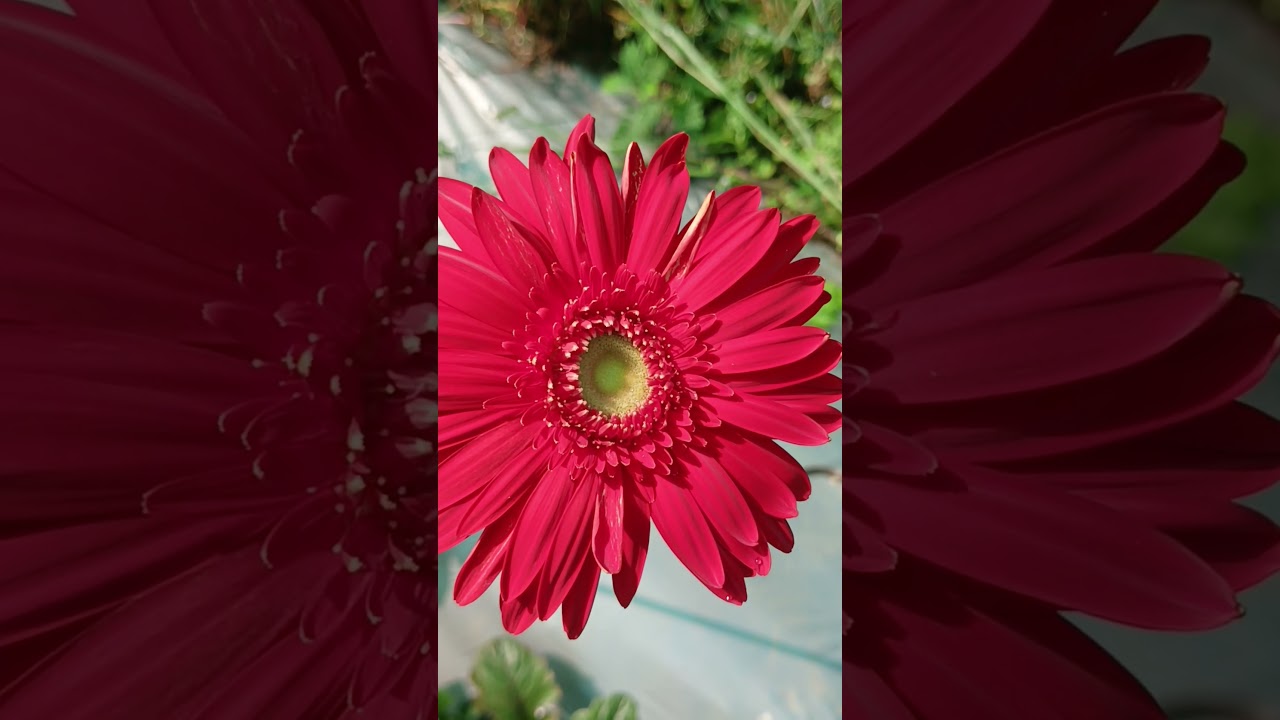 Gerbera Flower Farming in Jharkhand 