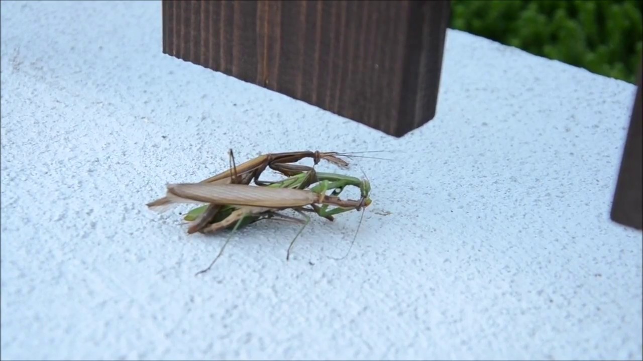 Kopulace kudlanky nábožné se dvěma samečky (Praying mantis copulation with two males)