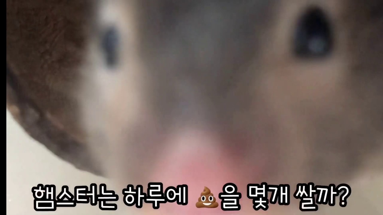 햄스터는 하루에 💩을 몇개 쌀까? (How many times a day does a hamster poop? ㅋㅋ) YouTube