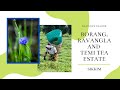 Borang Ravangla And Temi Tea Estate Sikkim Borang Ravangla And Temi Tea Estate Sikkim