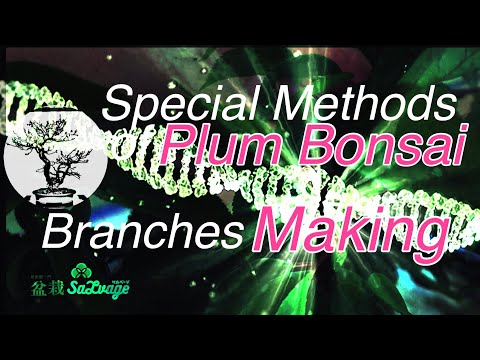 Special Methods of Plum Bonsai Branches Making/Bonsai Salvage/English/Meijuen