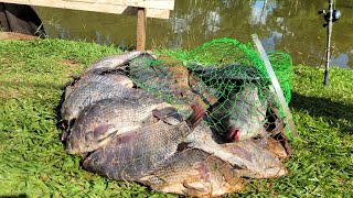 100 kg de Tilápias em pouco tempo de Pescaria