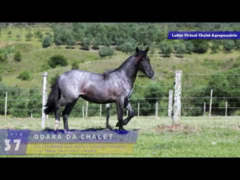 LOTE 37 - Odara da Chalet