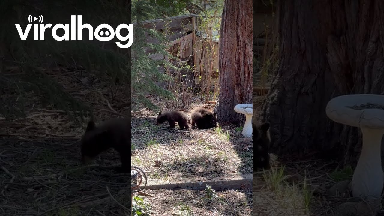 Black Bear Cubs Play in Yard || ViralHog - YouTube