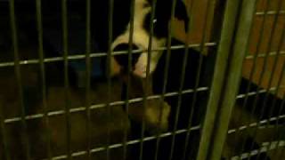 WELLS (A1057296) Pit Pup at South Los Angeles Shelter REDLISTED Due to 