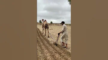 صرخ المزارع المحراث على الأرض وكان الجمل يسحب المحراث 