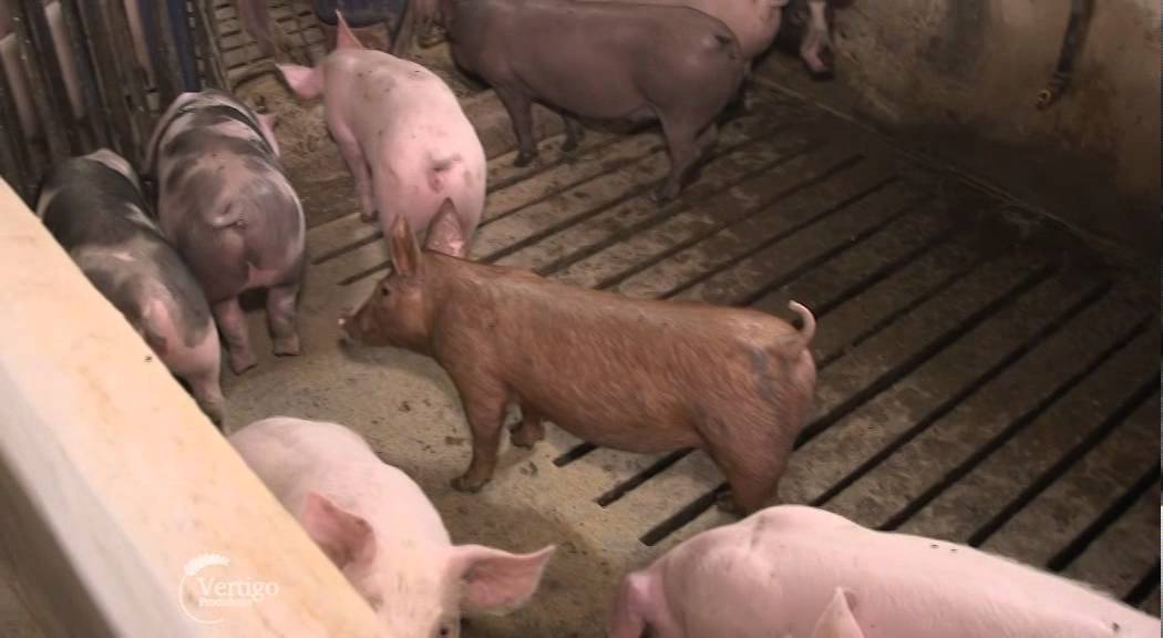 Usluzan tov svinja u selu Besenovo   U nasem ataru 609