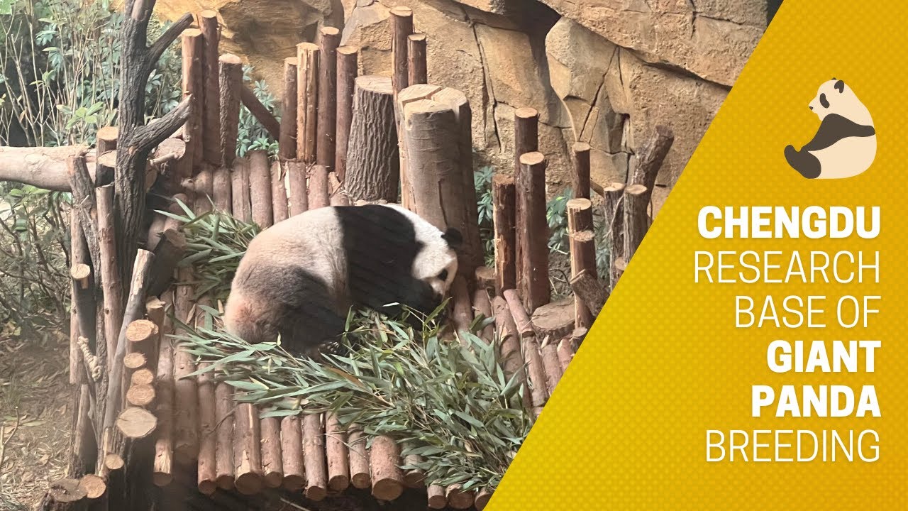 I Flew to China to Hang Out with Pandas 🐼 🇨🇳 Worth It!